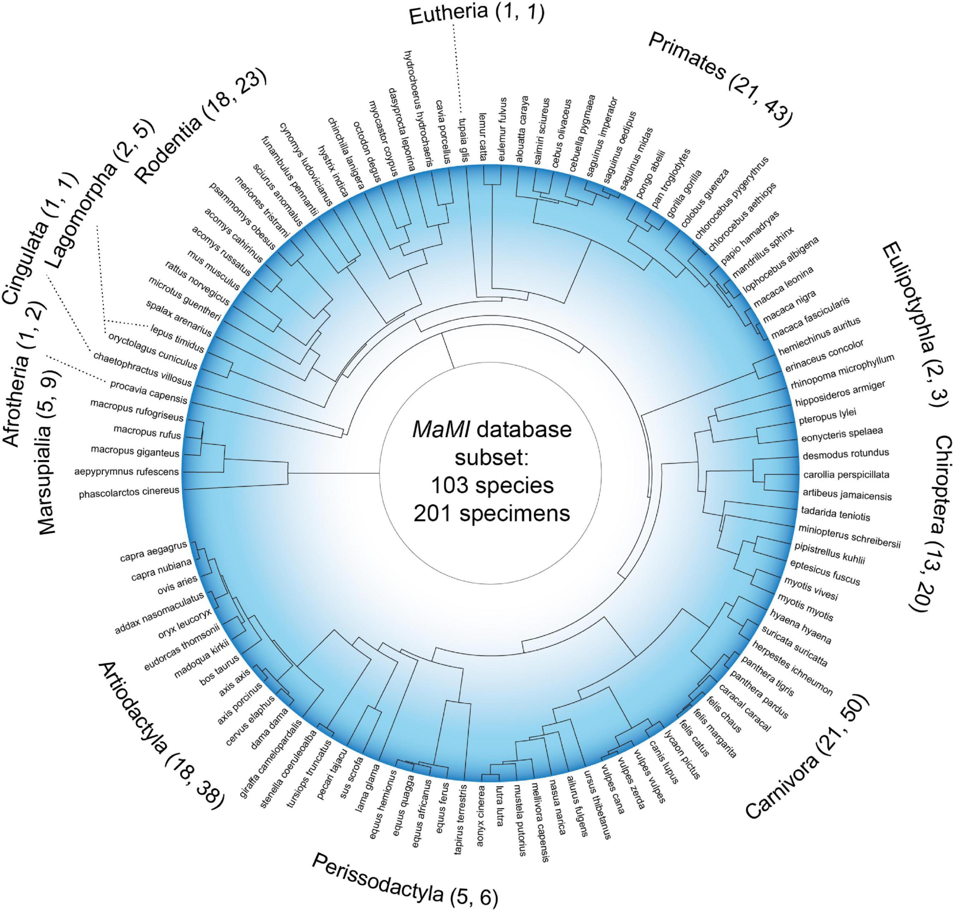 Connectome topology of mammalian brains and its relationship to taxonomy and phylogeny